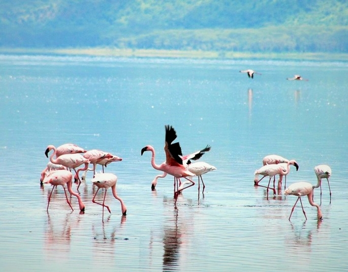 World-for-kids_Flamingos_Kenia_Reise_Kinder