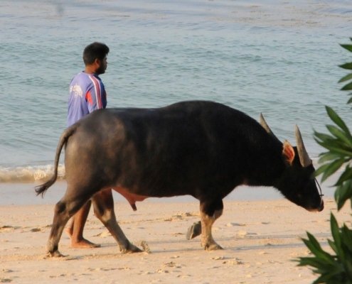 Wasserbüffel am Strand in Thailand