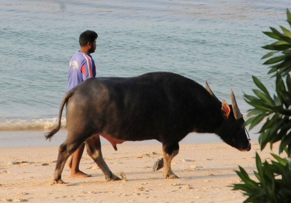 Wasserbüffel am Strand in Thailand