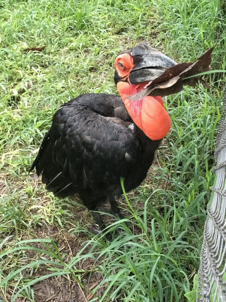 Grounded_Hornbill Südafrika Zimbabwe Südafrika Zimbabwe