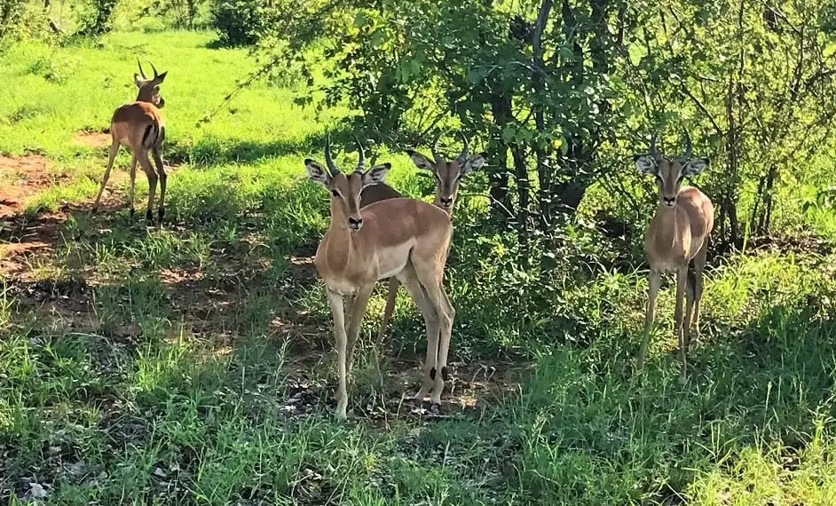Impalas Südafrika Zimbabwe Südafrika Zimbabwe