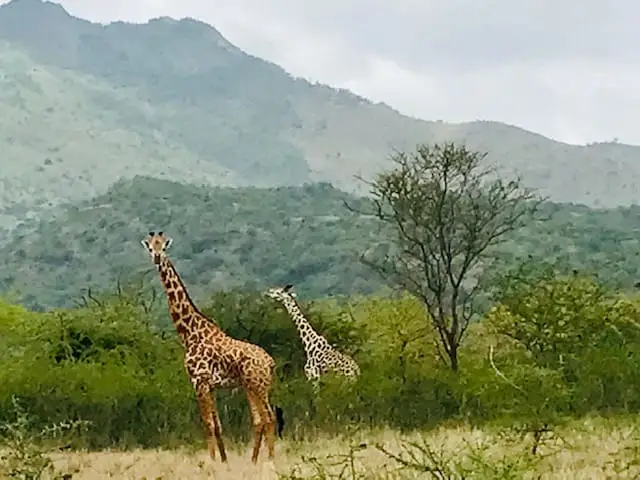 Giraffen Giraffen