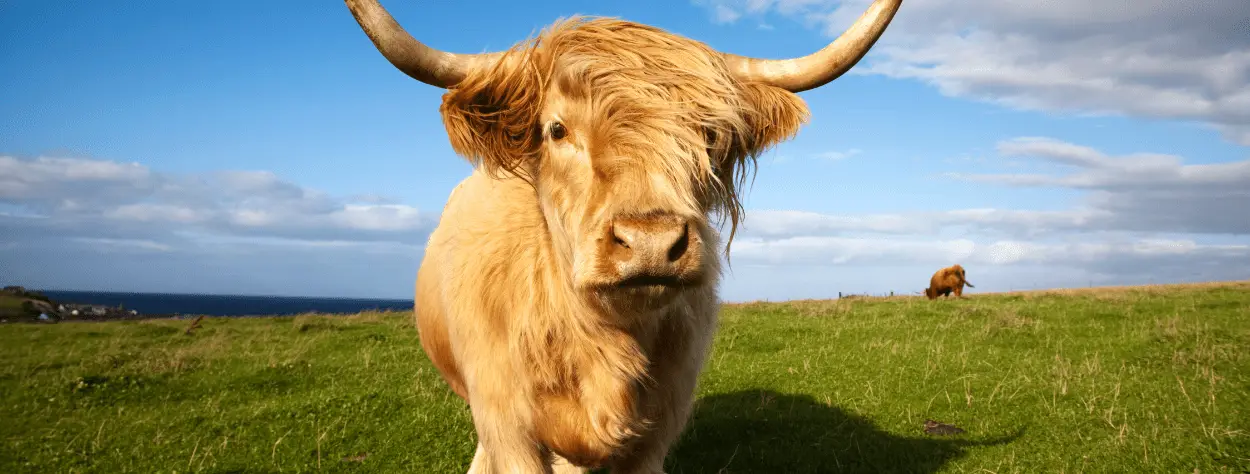 Schottland Schottland