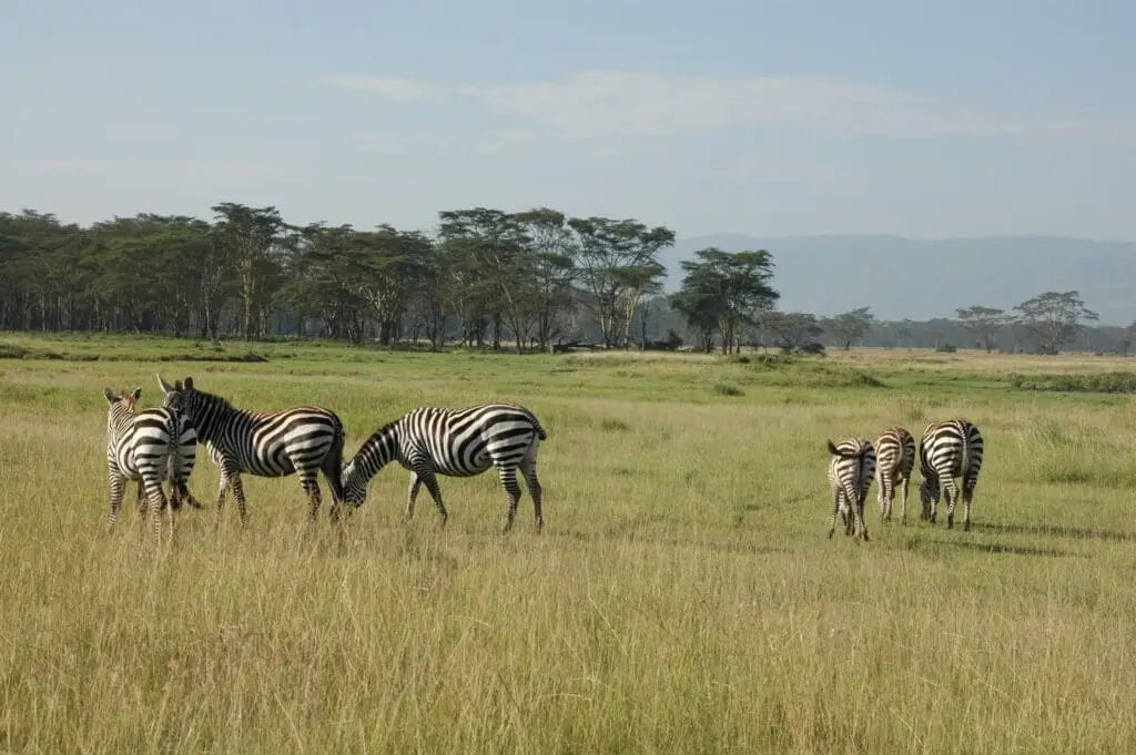Safari
