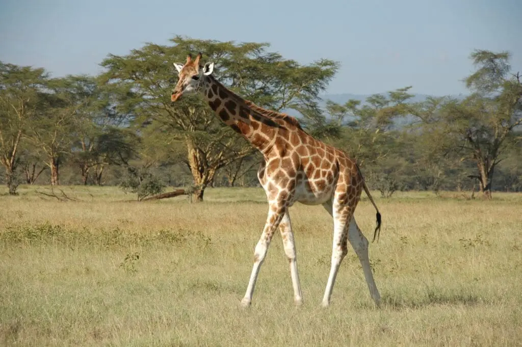 Safari
