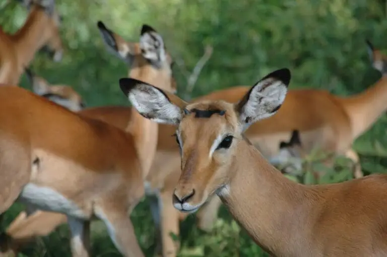 Safari 1