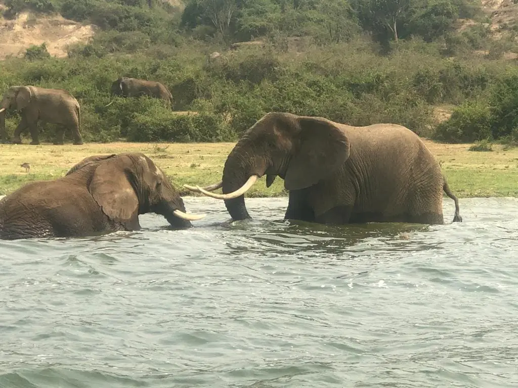 Safari