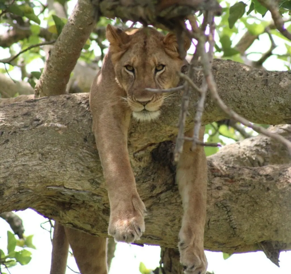 Safari