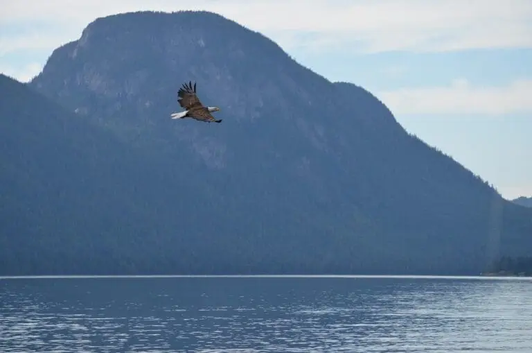 Adler Kanada
