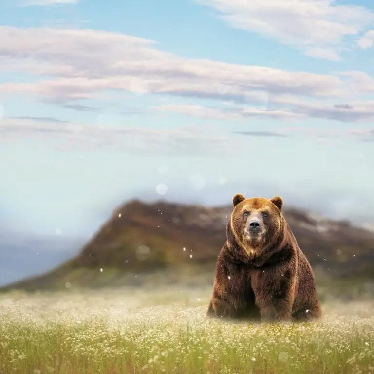 Bär
