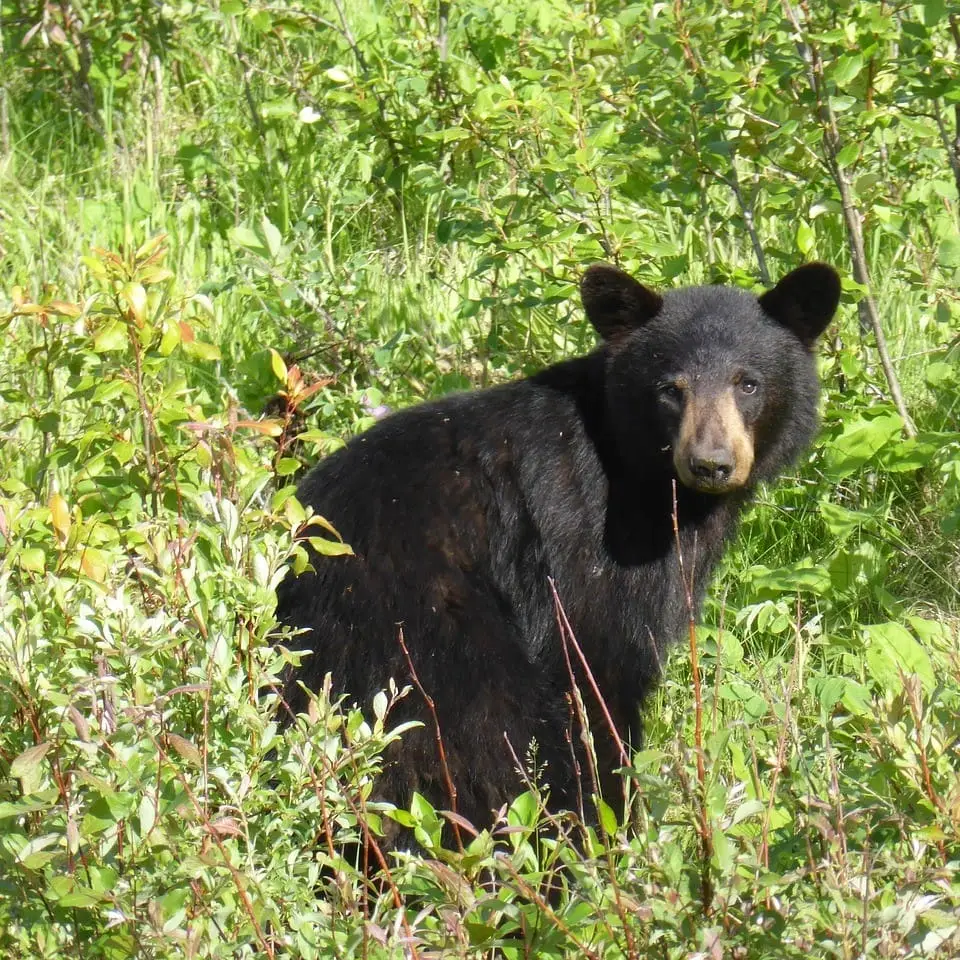 Bär Bär