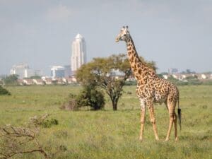 Nairobi-Blog